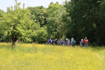 Hollybed Meadows